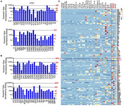 Thymic Epithelial Cell-Derived IL-15 and IL-15 Receptor α Chain Foster Local Environment for Type 1 Innate Like T Cell Development